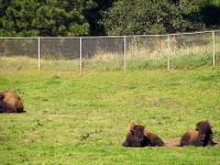 image of bison