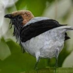 image of bird