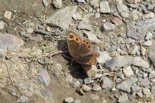 image of ringlet