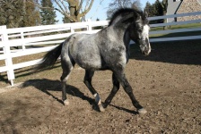 image of animal