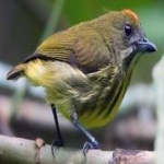 image of bird