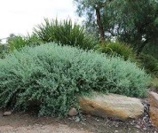 image of bush