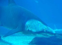 image of tiger_shark