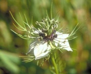 image of flower