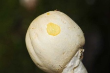 image of mushrooms