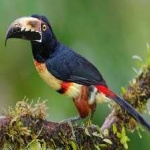 image of bird