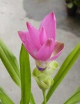 image of flower