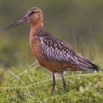 image of bar_tailed_godwit #28