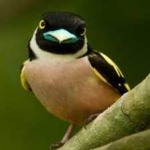 image of bird