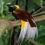image of bird