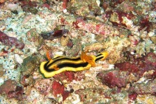 image of sea_slug #27