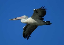 image of pelican