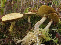 image of mushrooms