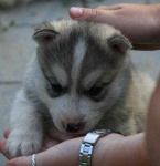 image of eskimo_dog