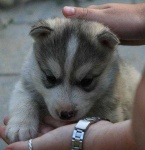 image of eskimo_dog #28