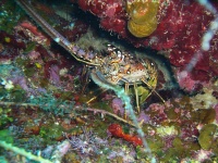image of spiny_lobster
