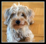 image of yorkshire_terrier #32