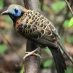 image of bird