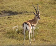 image of gazelle #30