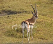 image of gazelle