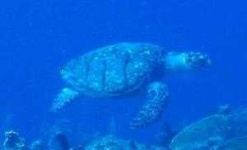 image of hawksbill