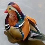 image of bird