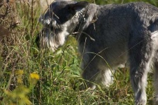 image of standard_schnauzer