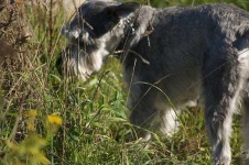 image of standard_schnauzer #19