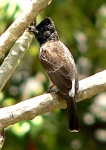 image of bulbul