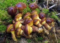 image of mushrooms