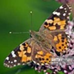 image of animal