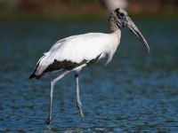image of stork