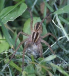 image of barn_spider