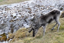 image of animal