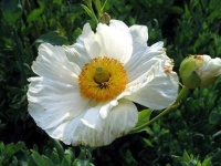 image of flower