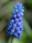 image of grape_hyacinth #3