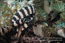 image of night_snake