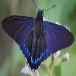 image of animal