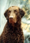 image of curly_coated_retriever