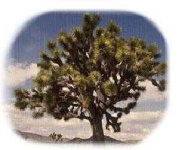 image of joshua_tree