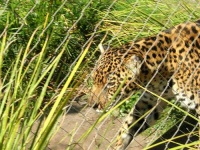 image of jaguar_car