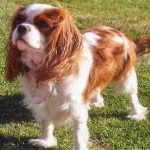 image of japanese_spaniel #34