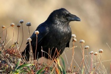 image of animal