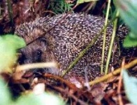 image of hedgehog