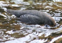 image of water_ouzel
