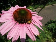 image of flower