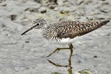 image of animal