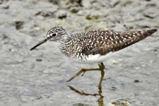 image of sandpiper #43