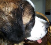 image of saint_bernard