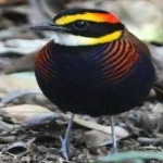 image of bird